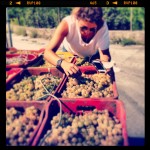 The grape harvest