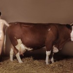 Brigitte Niedermair's "Holy Cow" photo